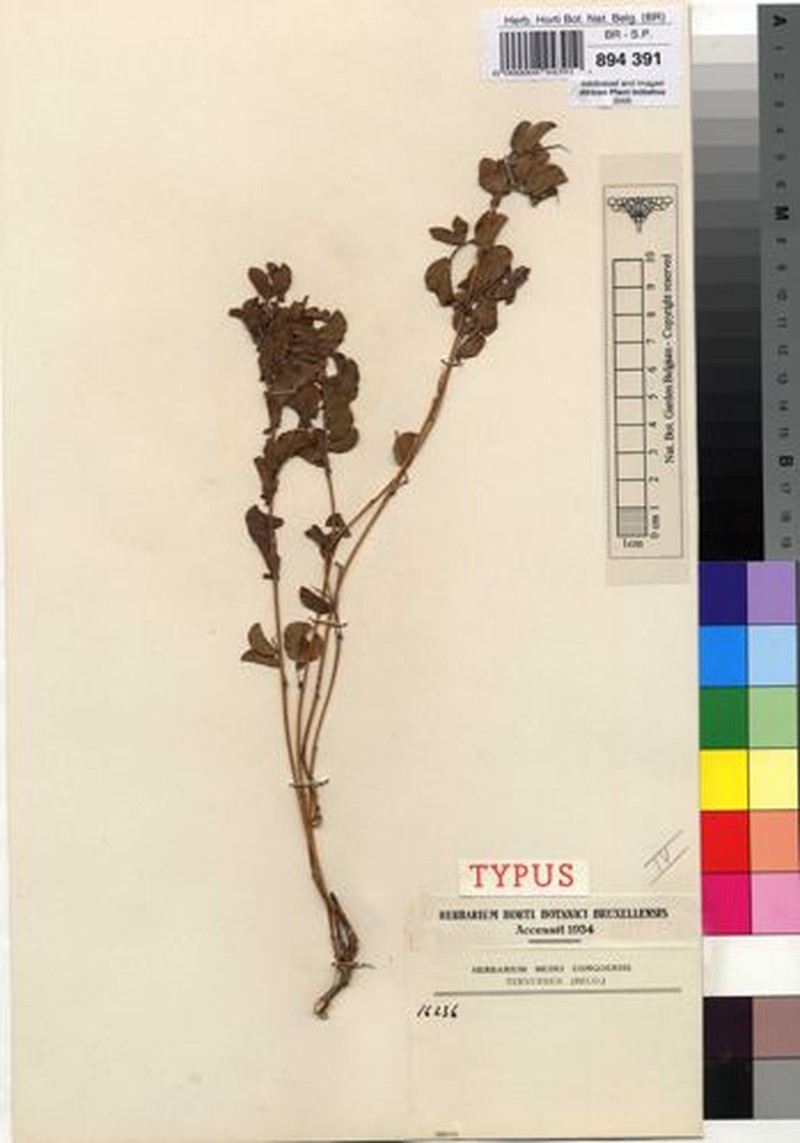 Humularia mendoncae photo 5