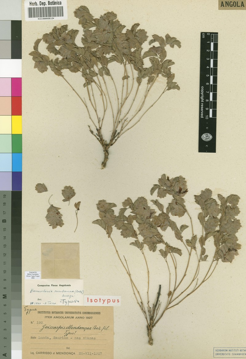 Humularia mendoncae