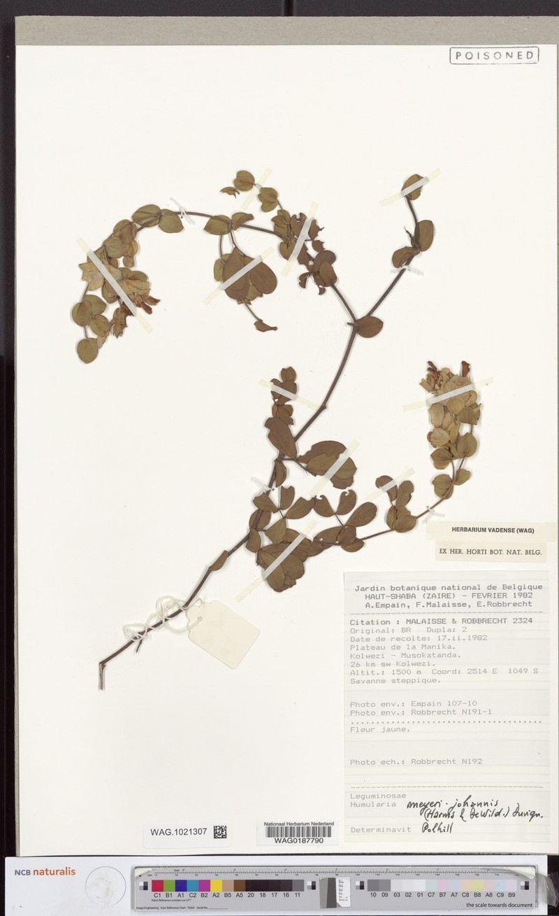 Humularia meyeri-johannis