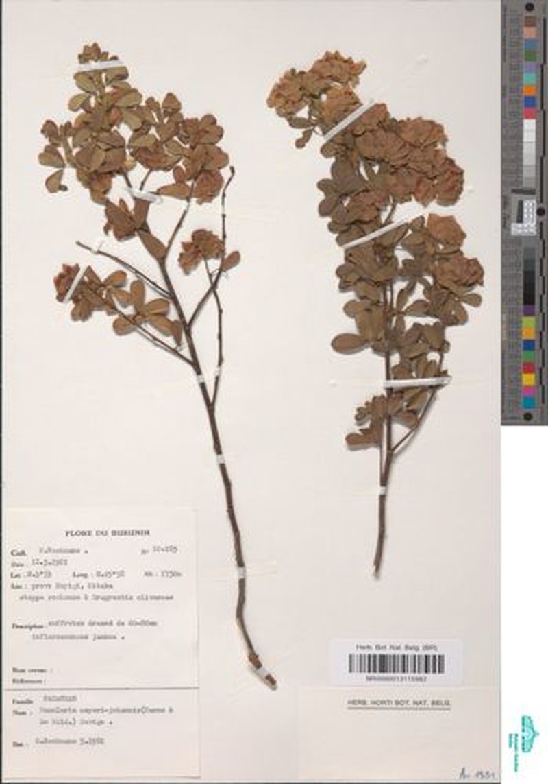 Humularia meyeri-johannis photo 2