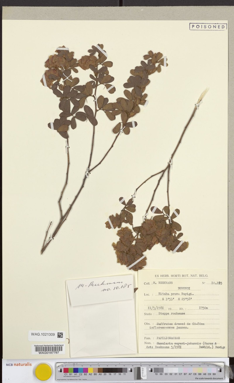 Humularia meyeri-johannis photo 3