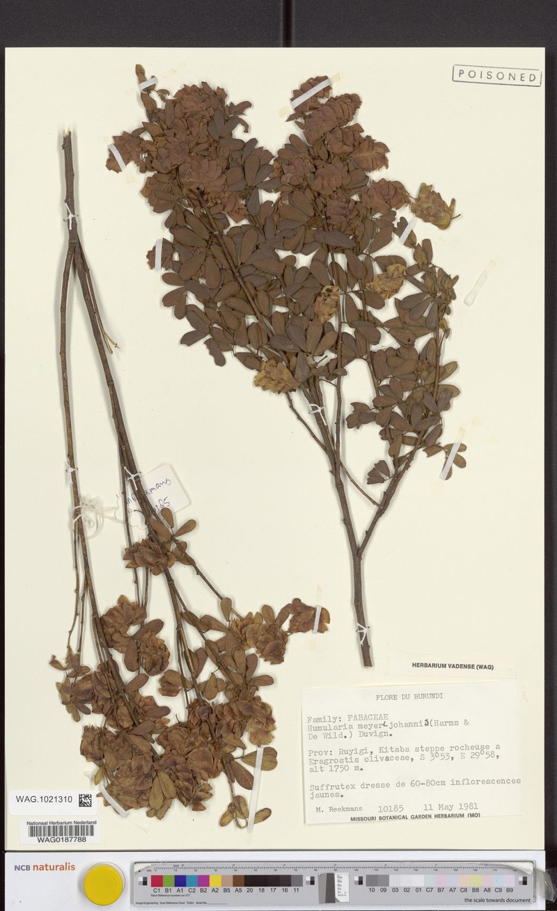 Humularia meyeri-johannis photo 4