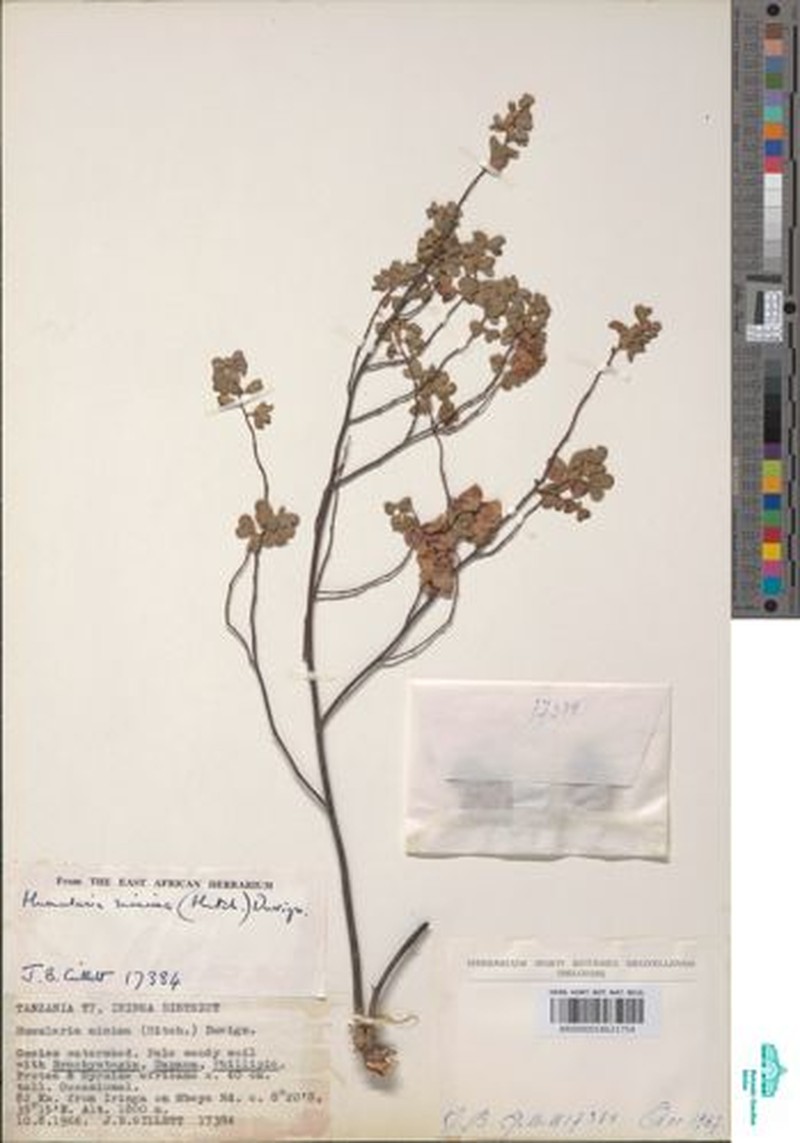 Humularia minima photo 2
