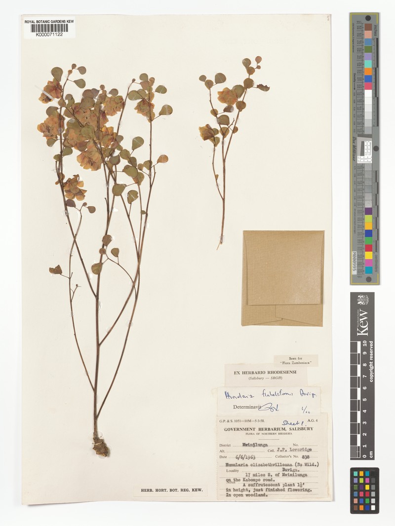 Humularia minima photo 4