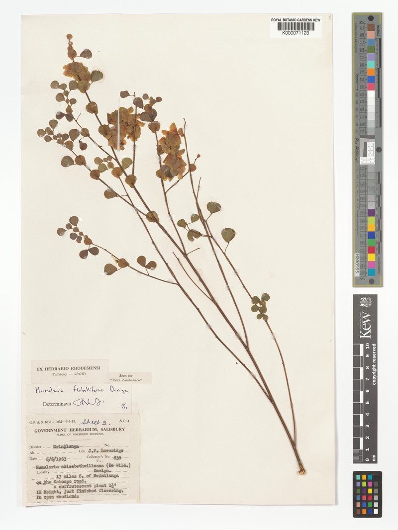 Humularia minima subsp. flabelliformis photo 2