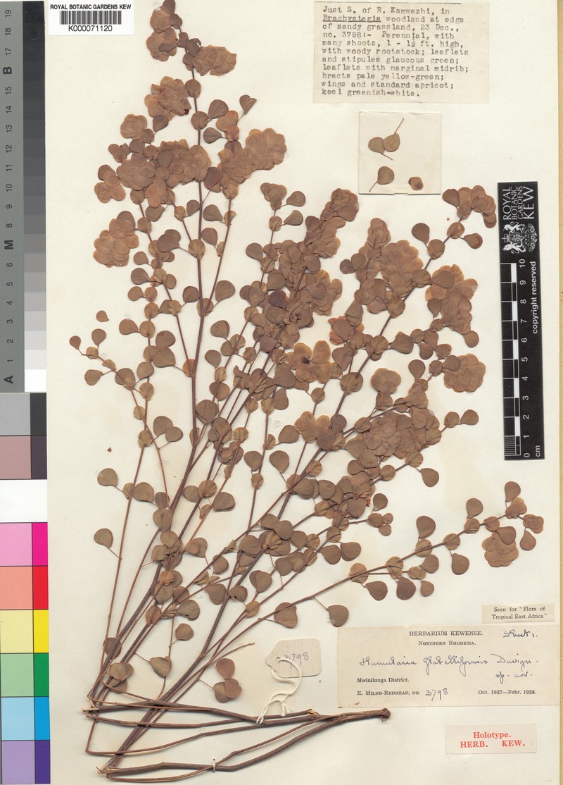 Humularia minima subsp. flabelliformis photo 3