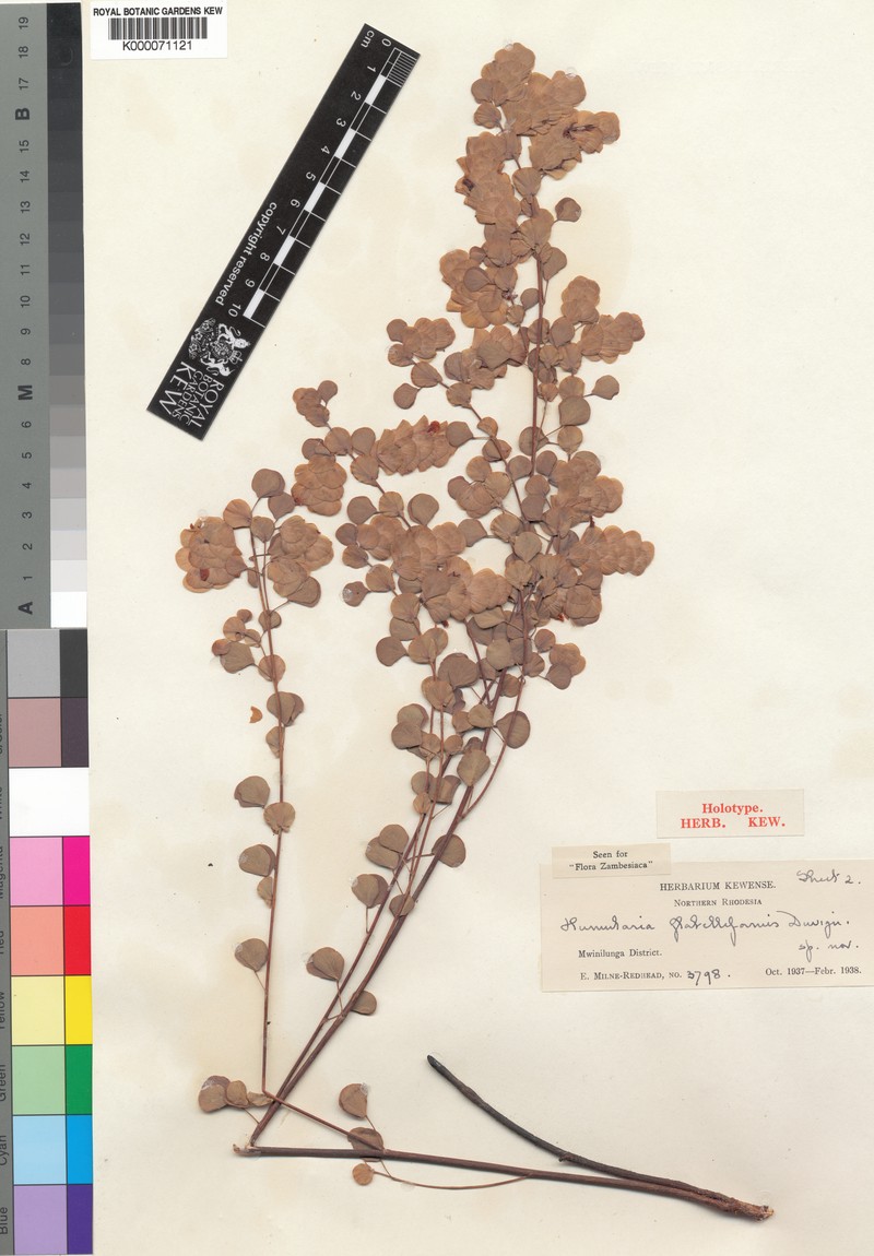 Humularia minima subsp. flabelliformis photo 4