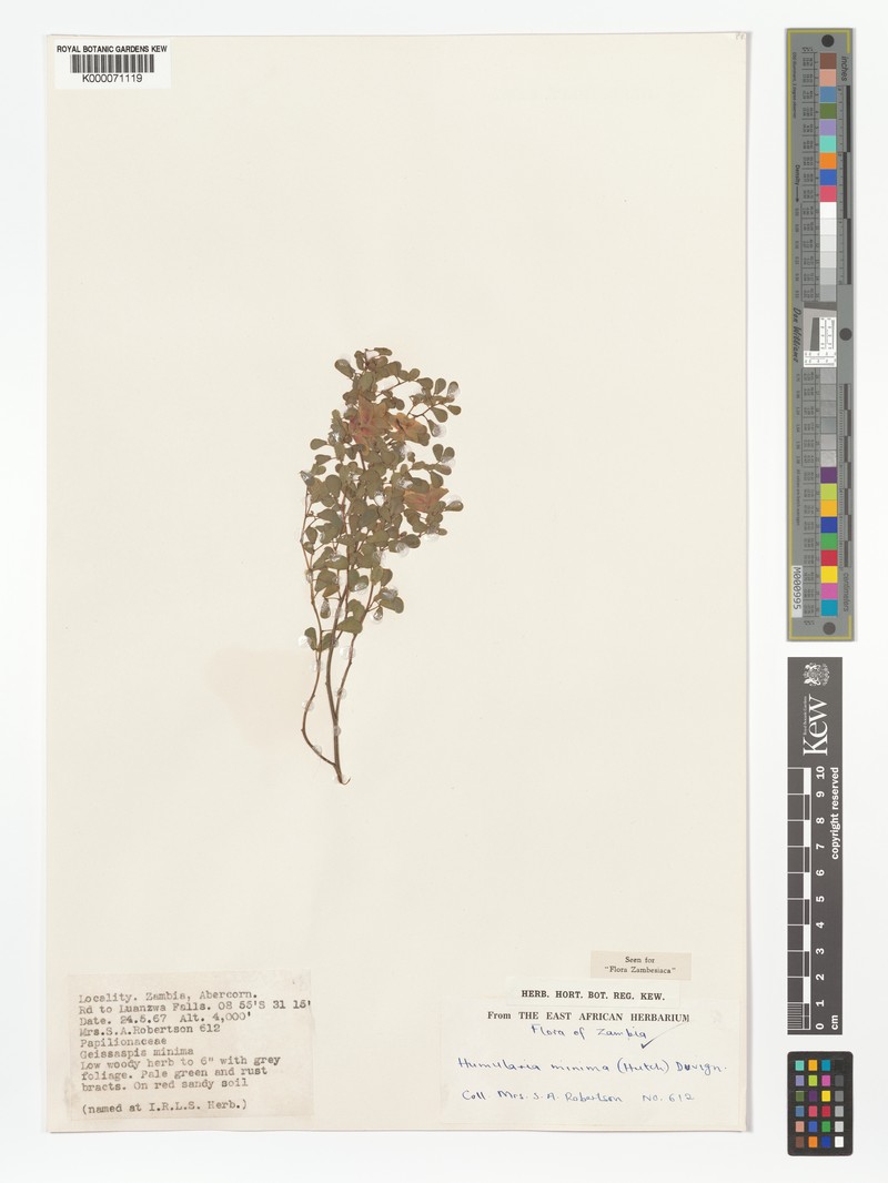 Humularia minima subsp. minima