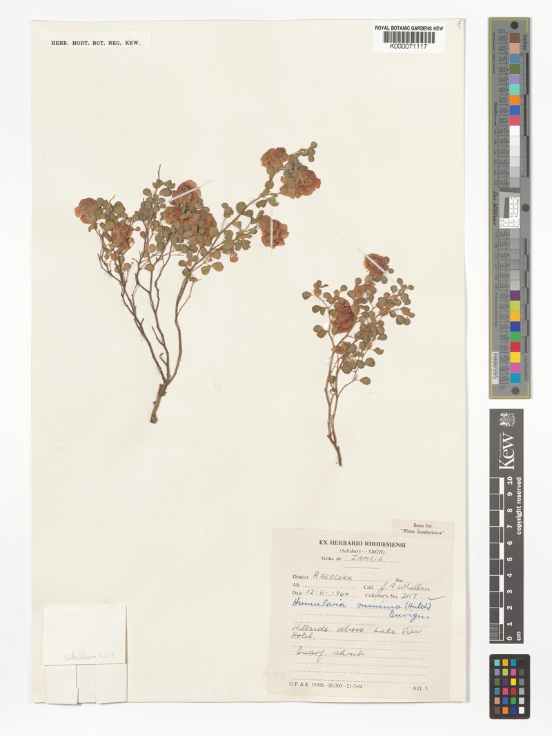 Humularia minima subsp. minima photo 2
