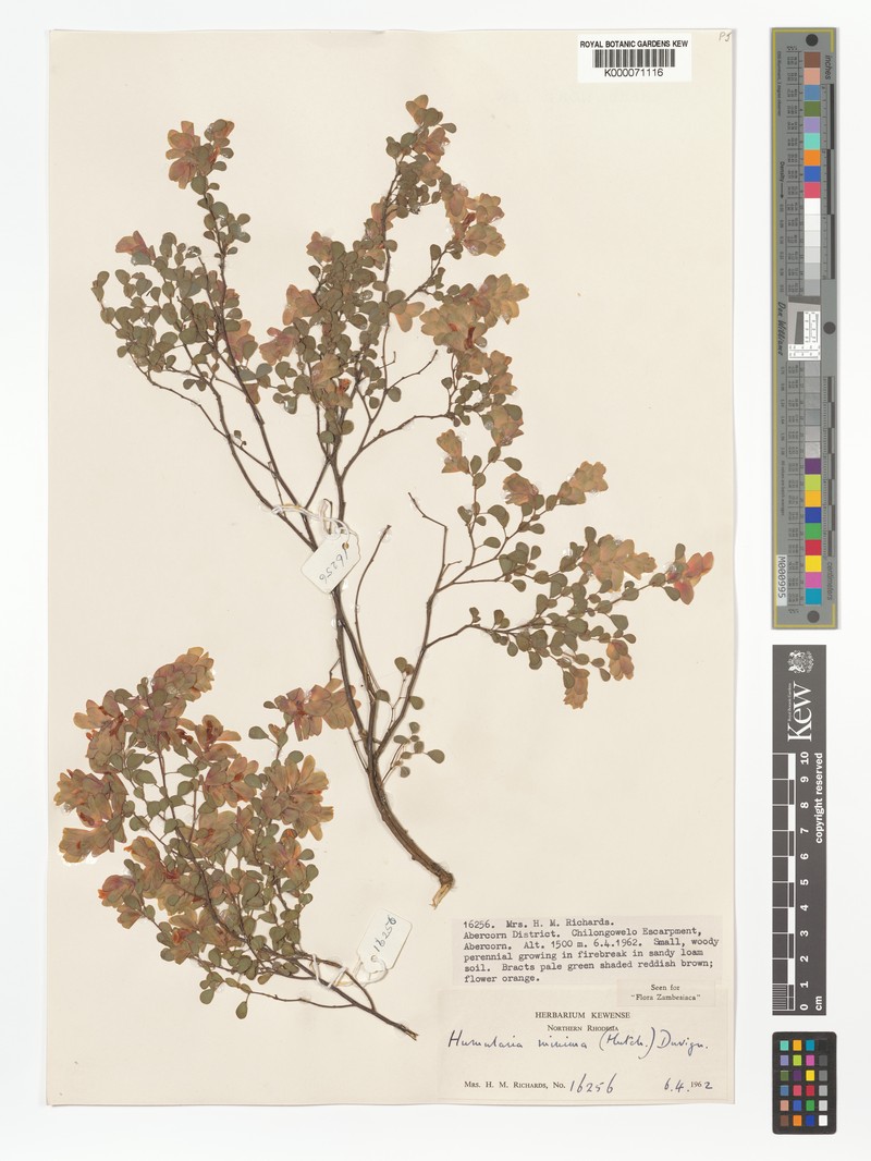 Humularia minima subsp. minima photo 3
