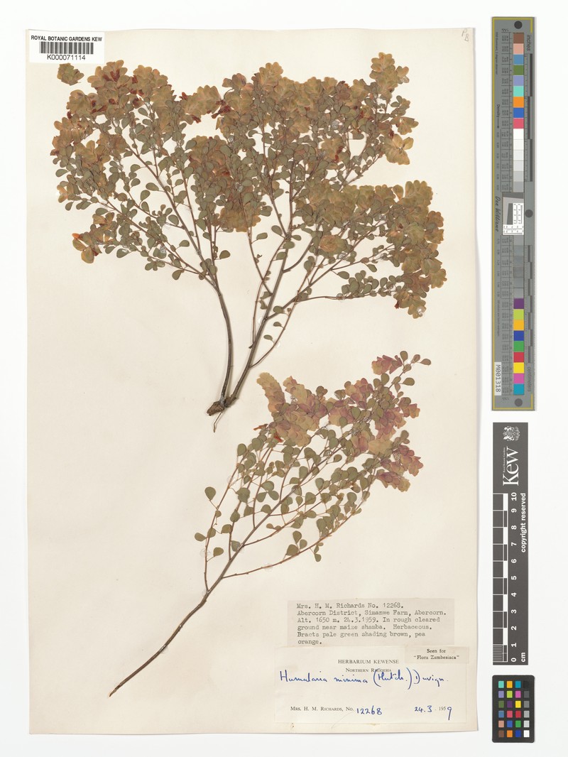 Humularia minima subsp. minima photo 4