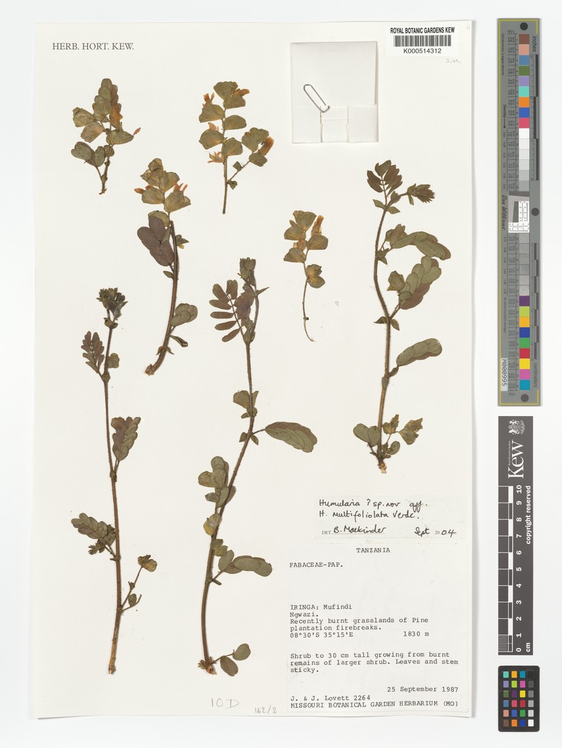Humularia multifoliolata