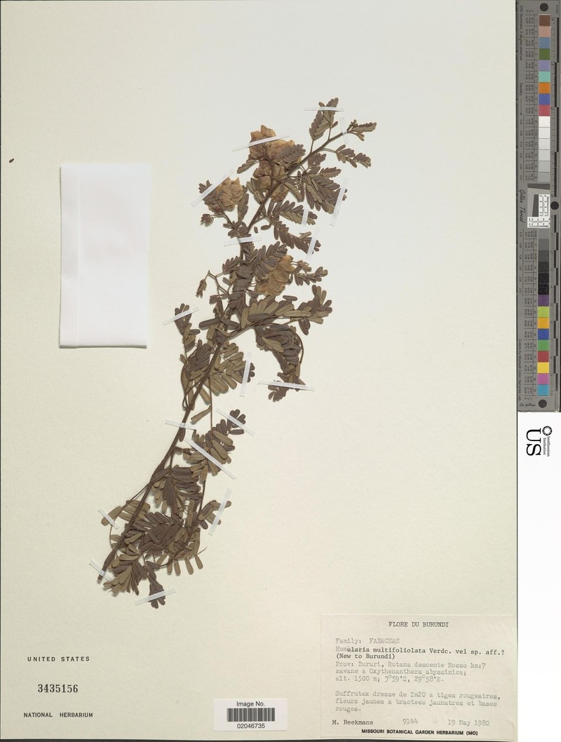 Humularia multifoliolata photo 2