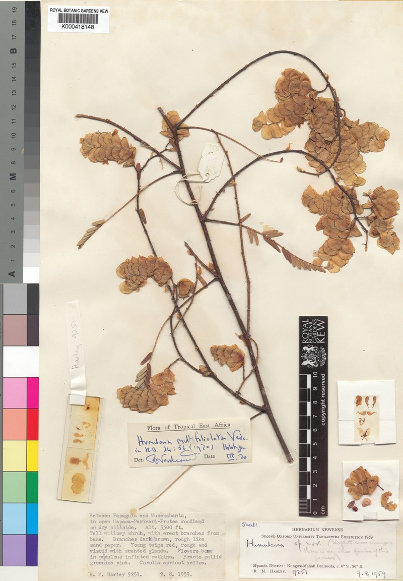 Humularia multifoliolata photo 3