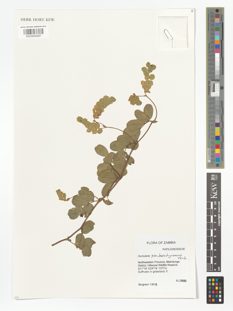 Humularia pseudaeschynomene