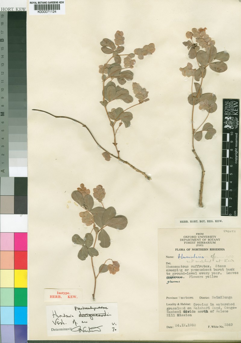 Humularia pseudaeschynomene photo 2