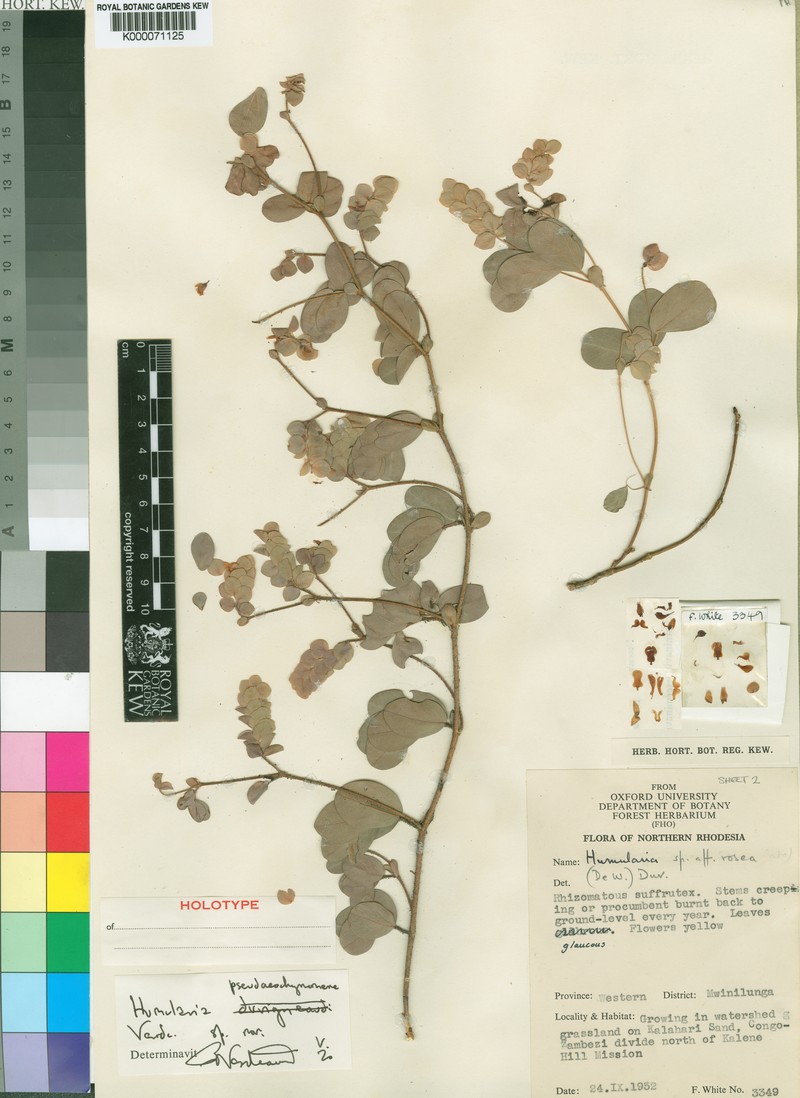 Humularia pseudaeschynomene photo 3