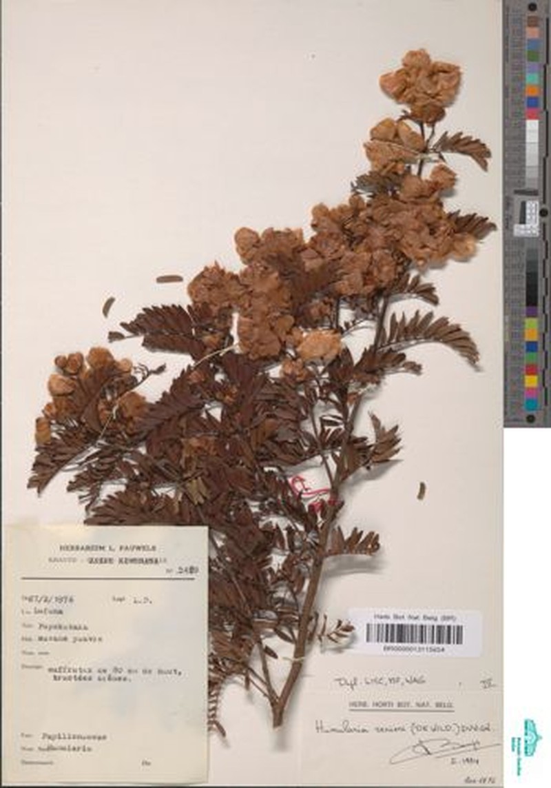 Humularia renieri