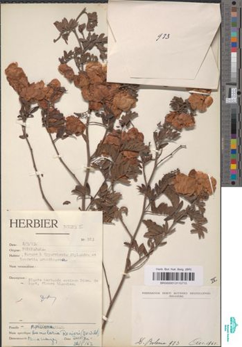 Humularia renieri photo 2