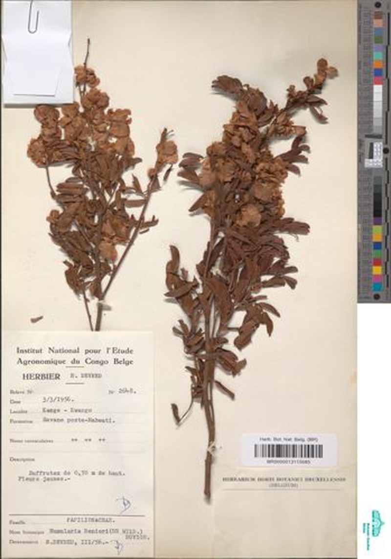 Humularia renieri photo 3