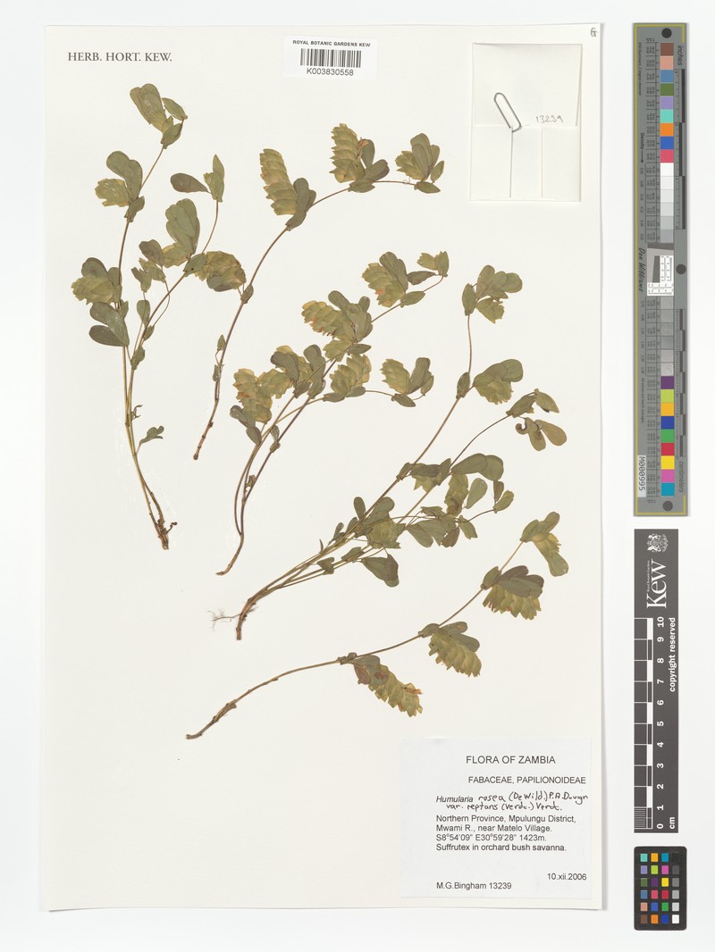Humularia rosea