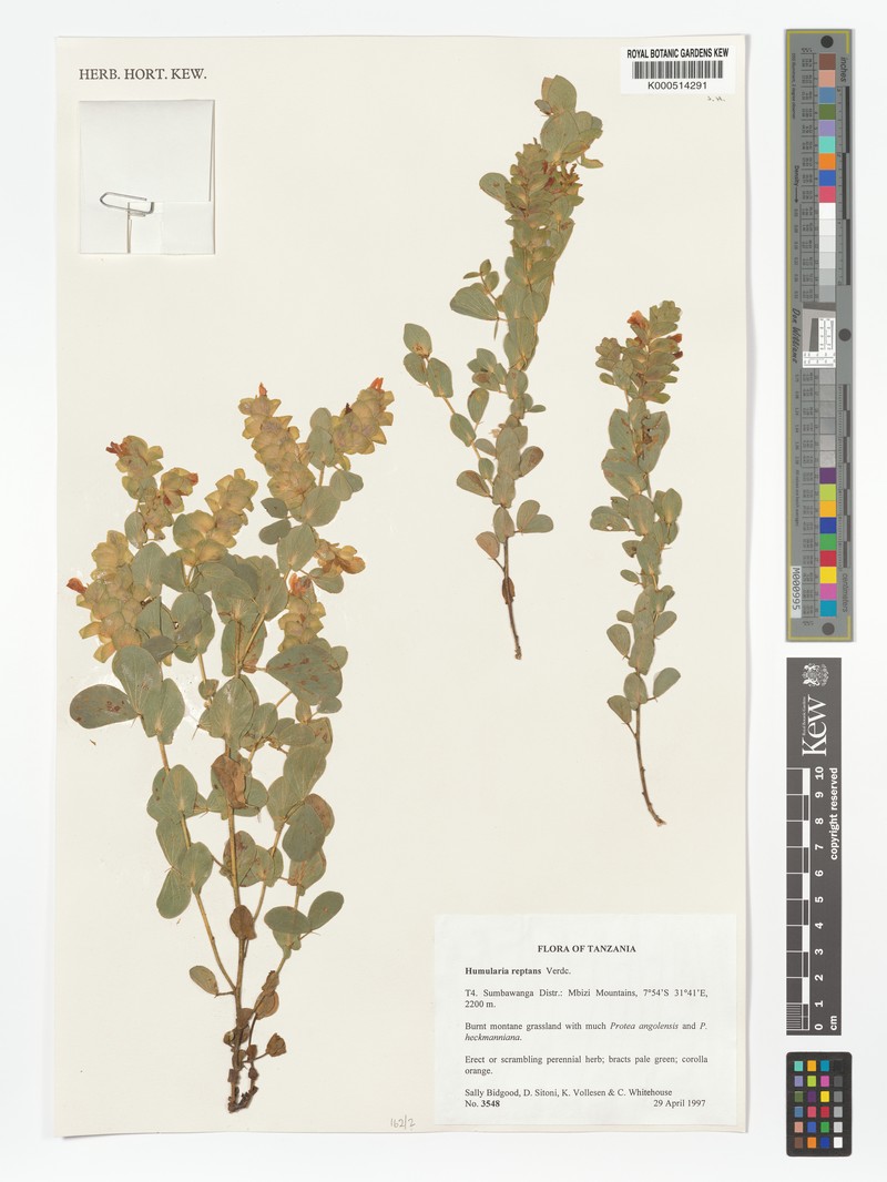 Humularia rosea photo 2