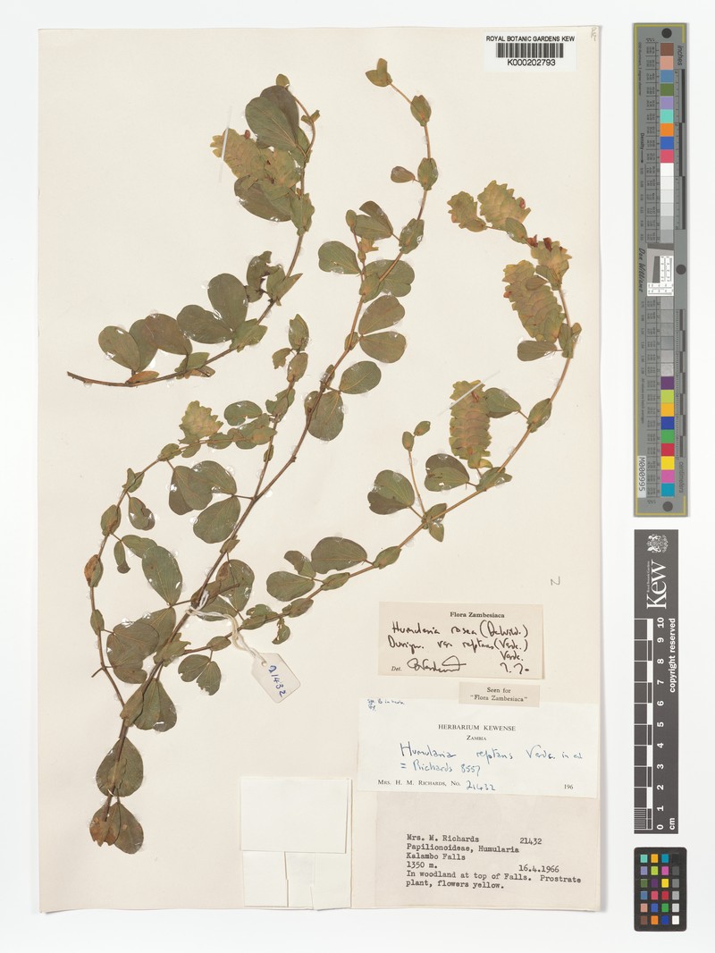 Humularia rosea var. reptans photo 3