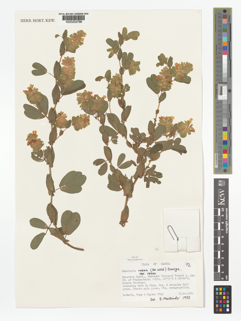 Humularia rosea var. rosea