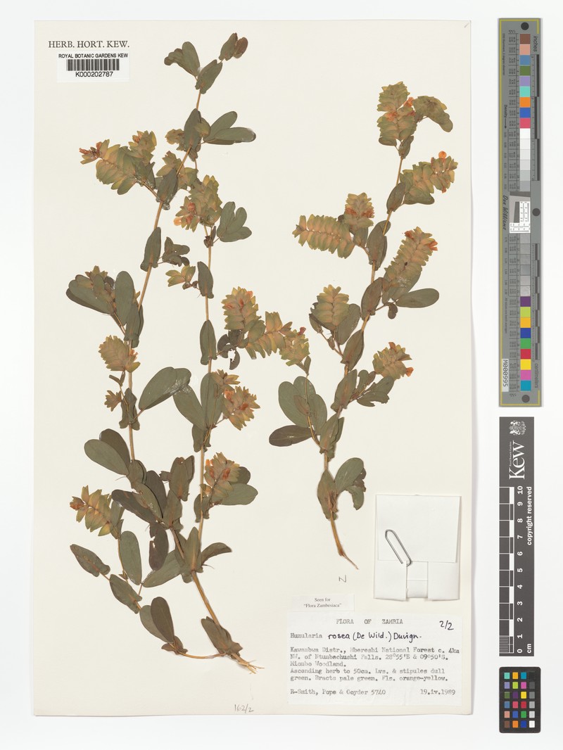 Humularia rosea var. rosea photo 2