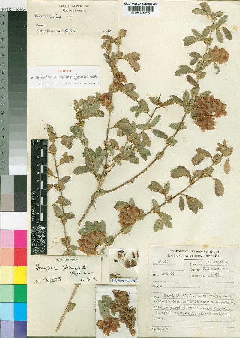 Humularia submarginalis