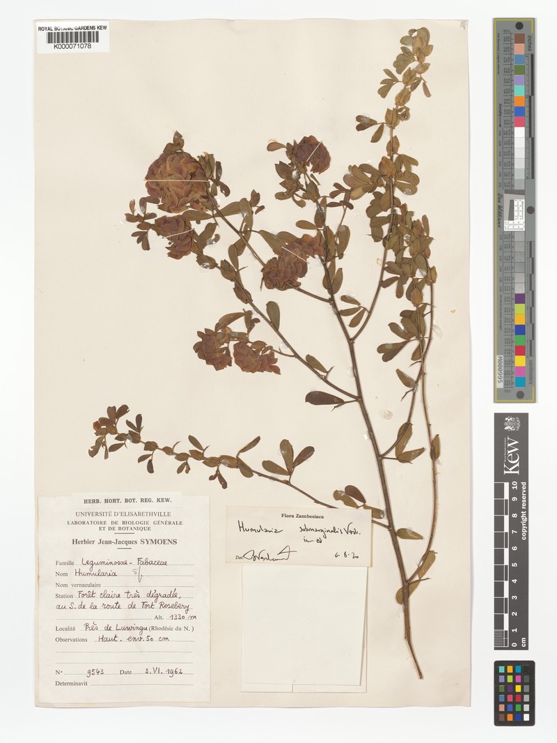 Humularia submarginalis photo 2