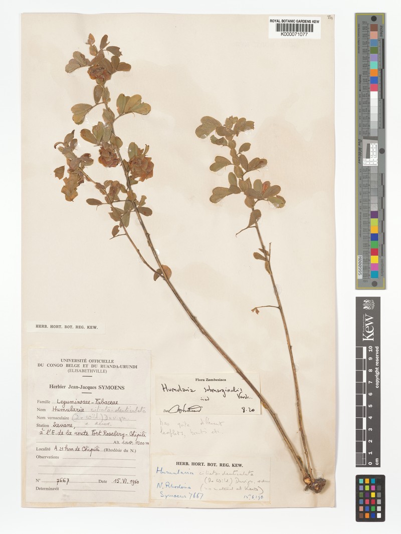 Humularia submarginalis photo 3