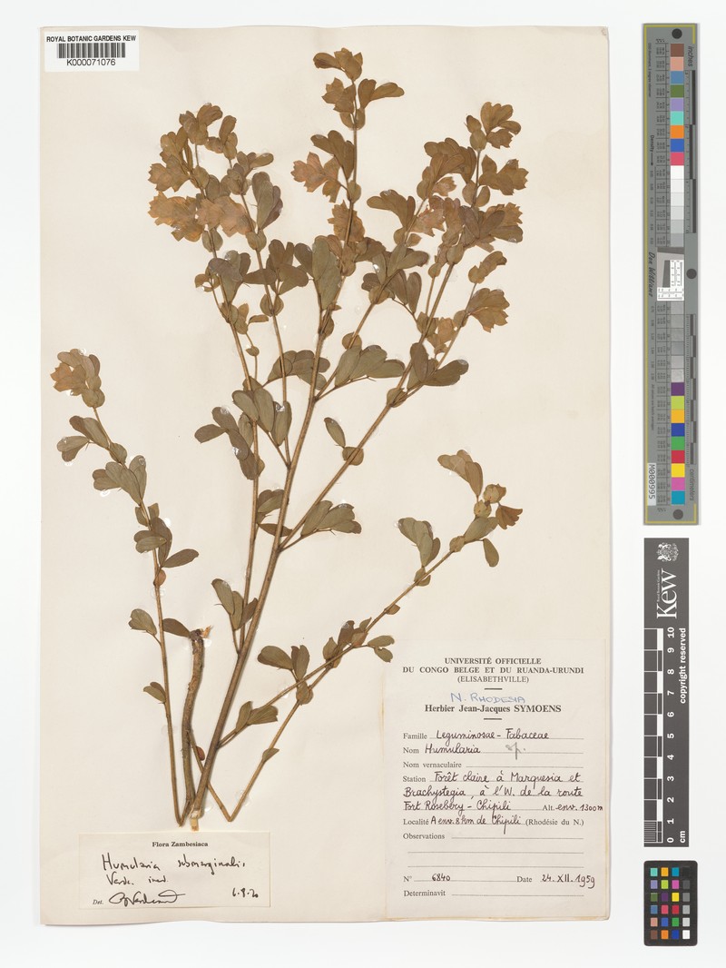 Humularia submarginalis photo 4