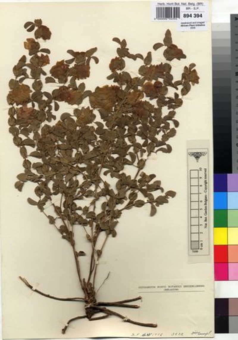 Humularia upembae