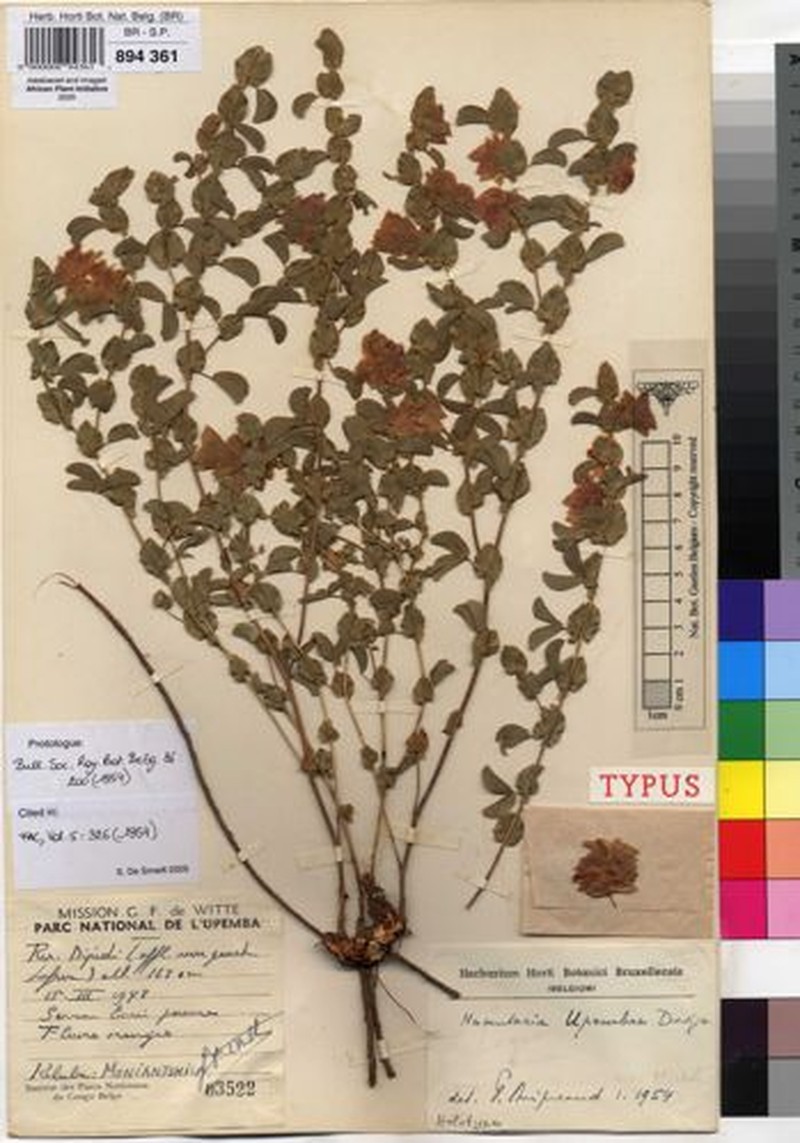 Humularia upembae photo 2