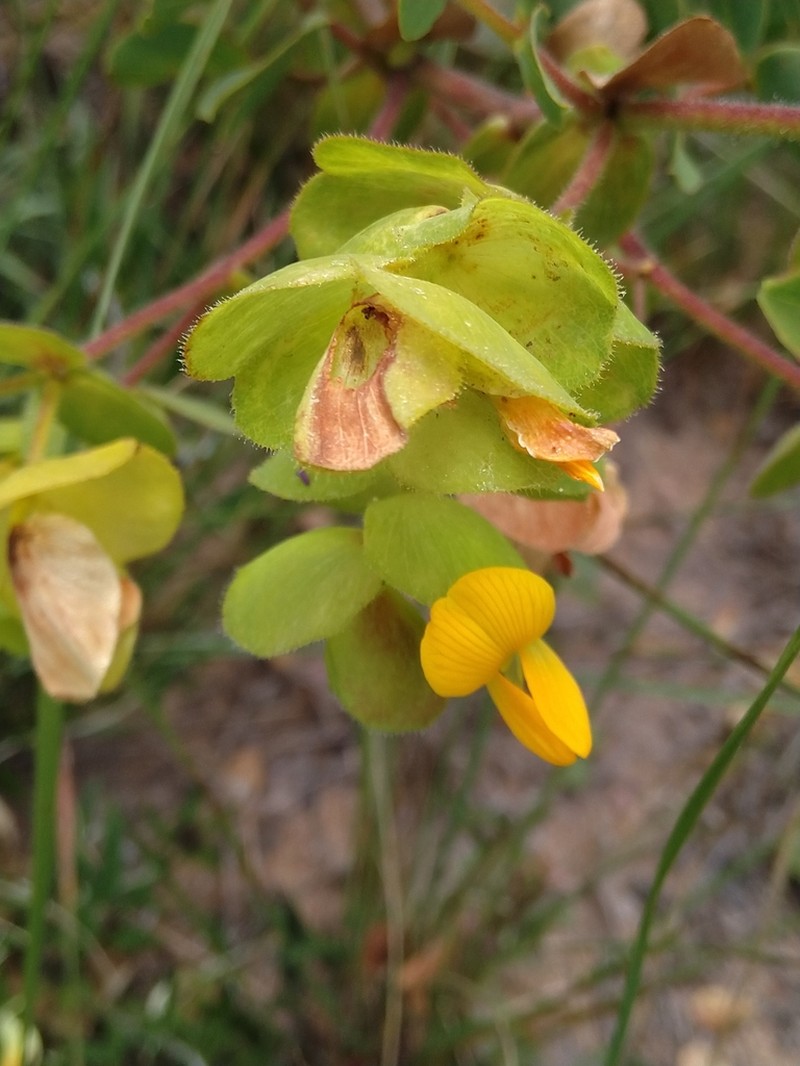Humularia welwitschii