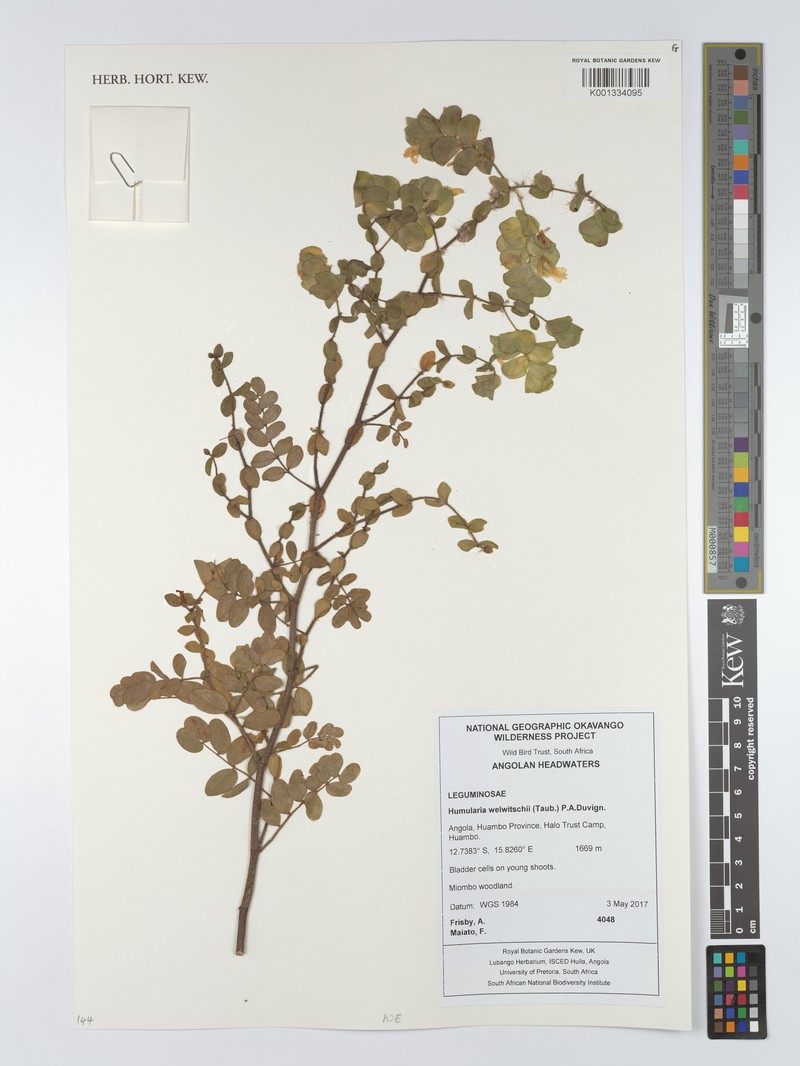 Humularia welwitschii photo 2