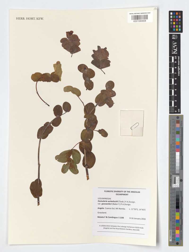 Humularia welwitschii photo 3