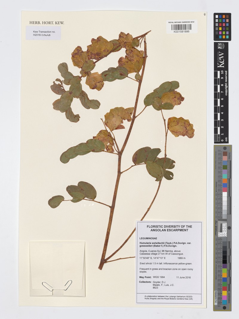Humularia welwitschii photo 4