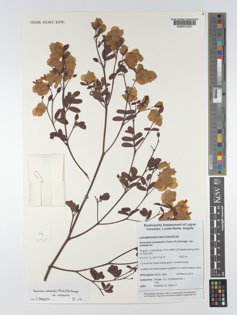 Humularia welwitschii photo 5