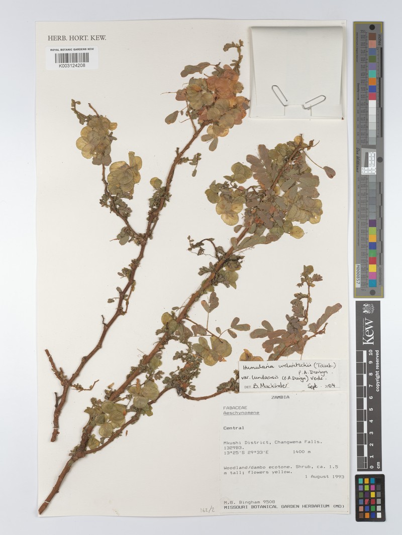 Humularia welwitschii var. lundaensis