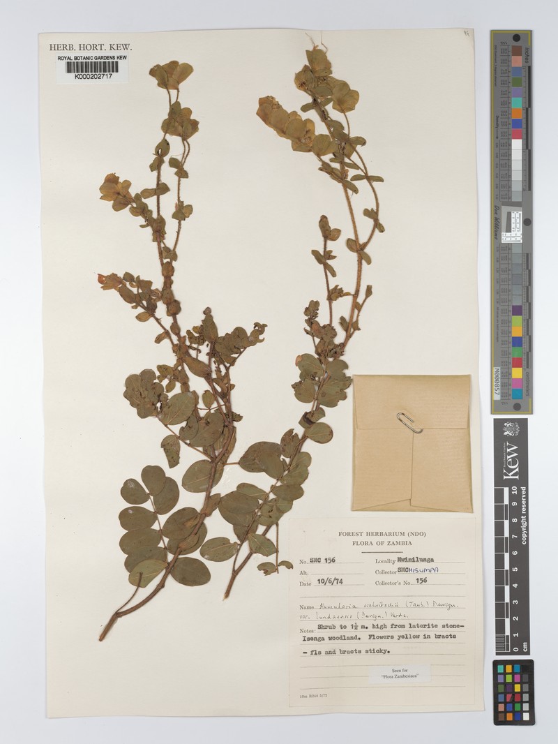 Humularia welwitschii var. lundaensis photo 2