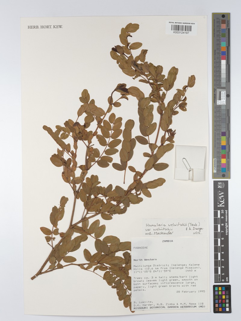 Humularia welwitschii var. welwitschii