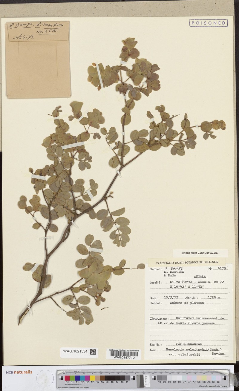Humularia welwitschii var. welwitschii photo 2