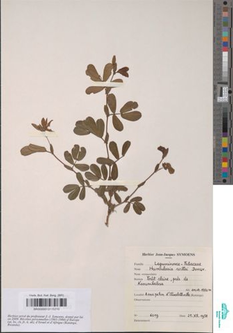 Humularia wittei