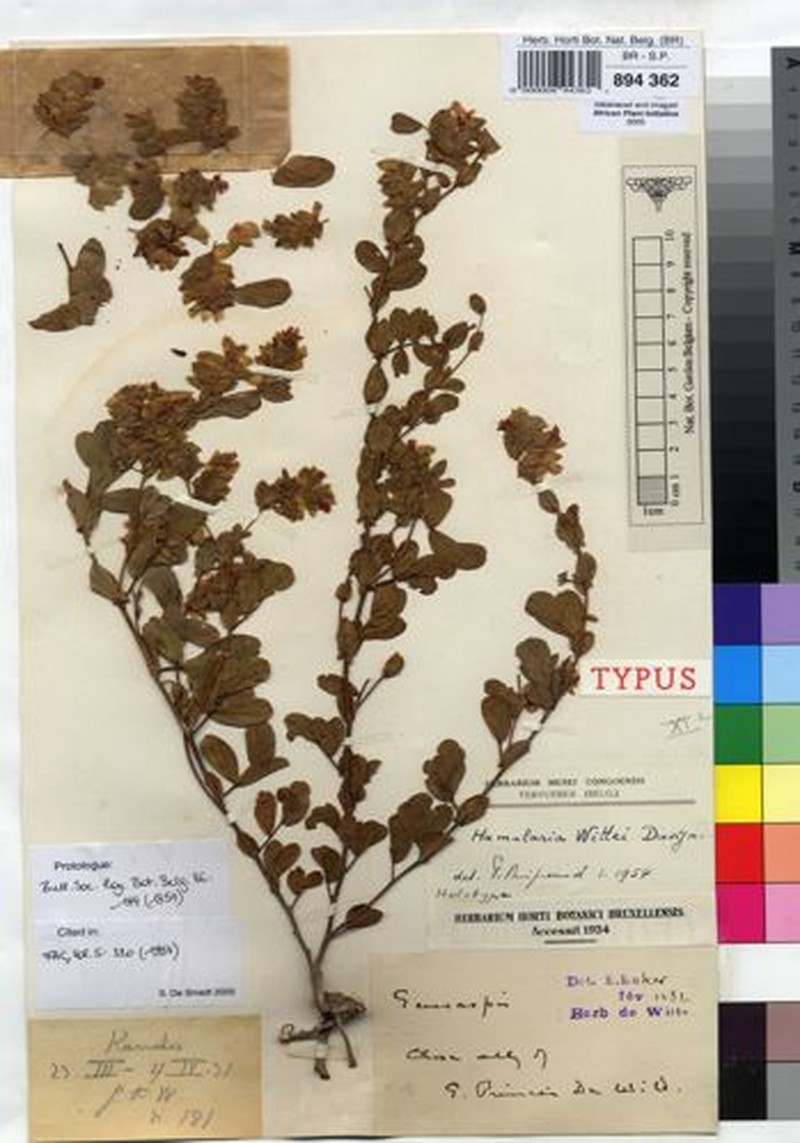 Humularia wittei photo 2