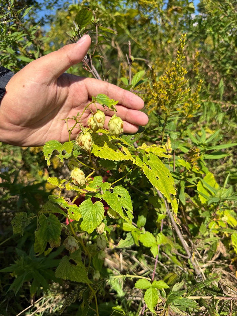 Humulus americanus