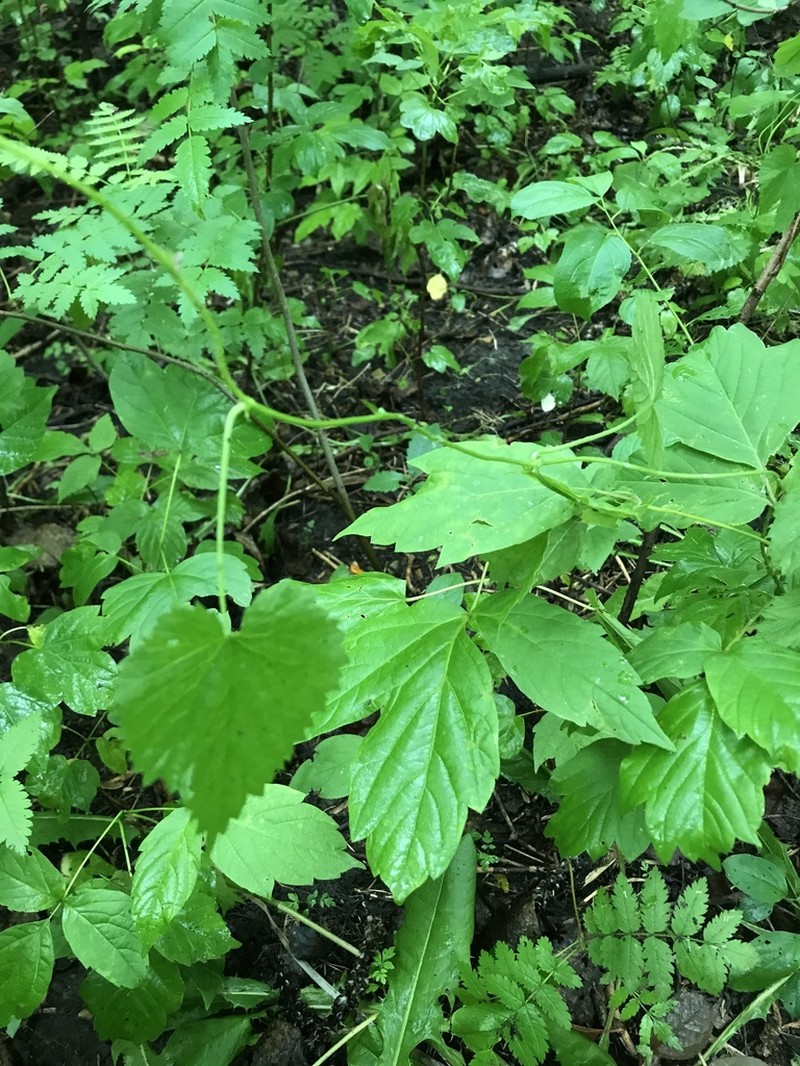 Humulus americanus photo 2