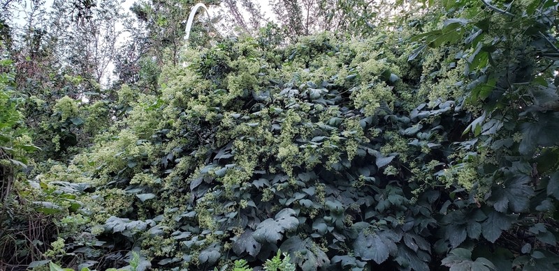 Humulus americanus photo 3