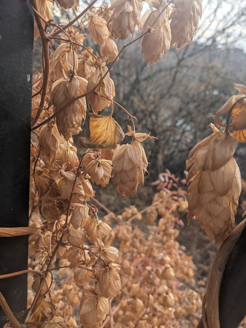 Humulus americanus photo 4